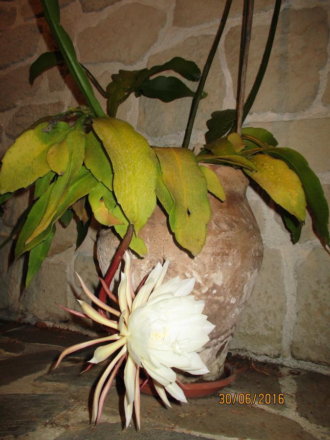 Les Mimosas Bed and Breakfast Μεντόν Εξωτερικό φωτογραφία
