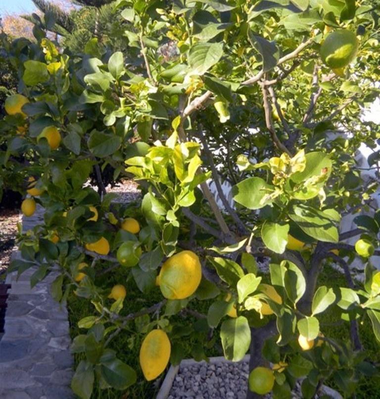 Les Mimosas Bed and Breakfast Μεντόν Εξωτερικό φωτογραφία